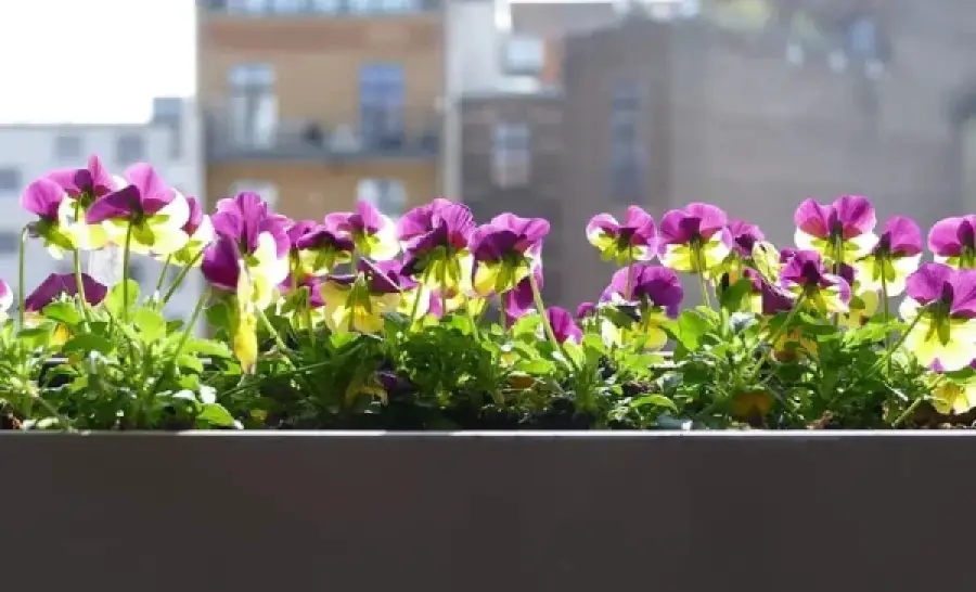 Growing Flowers And Container Plants on Balconies