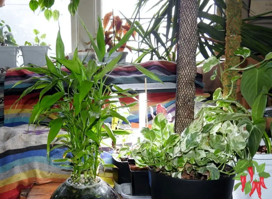 Lucky Bamboo Care (Dracaena sanderiana) alongside a Pothos Plant