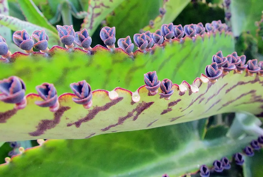 Growing Mother of Thousands Plants