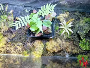 Carnivorous Plant Indoor Tank Setup