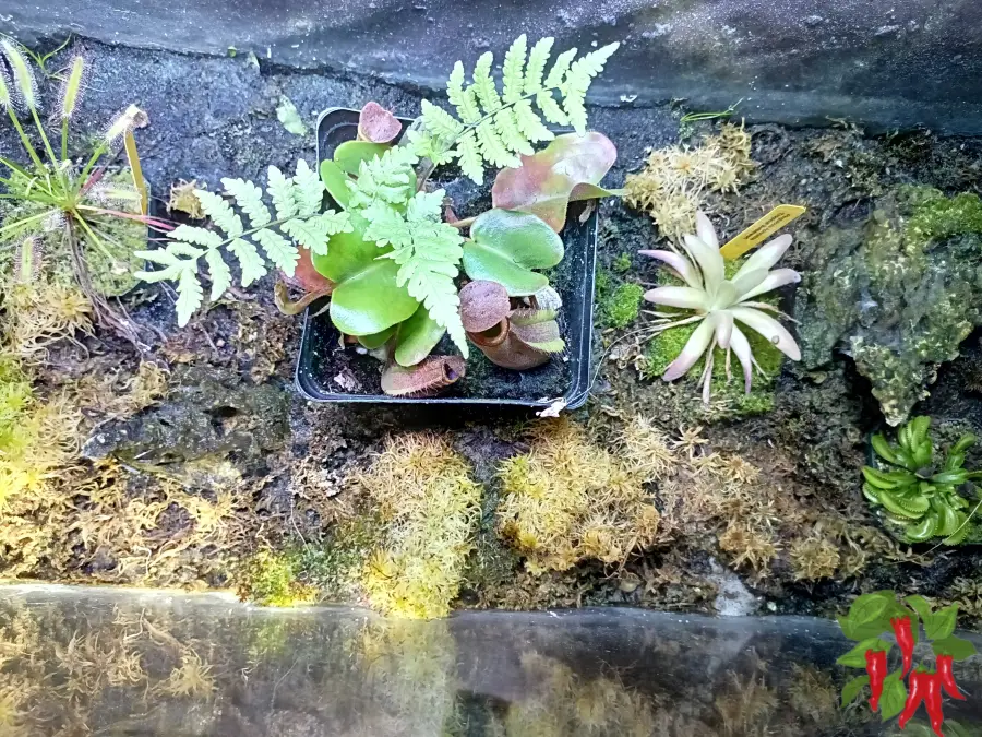 Growing Nepenthes truncata Successfully in a Mixed Terrarium Setup