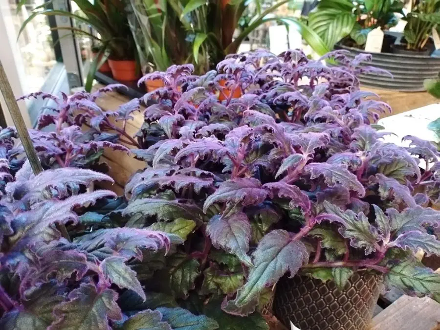 Purple Passion Plant Care