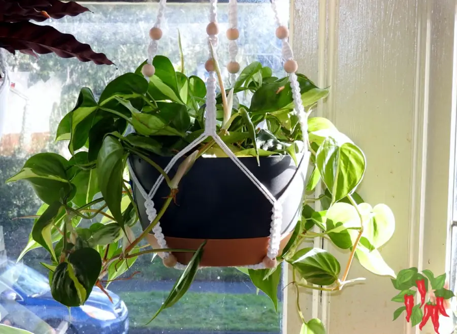 Heartleaf Philodendron Easy Tropical Growth Without a Sunny Window
