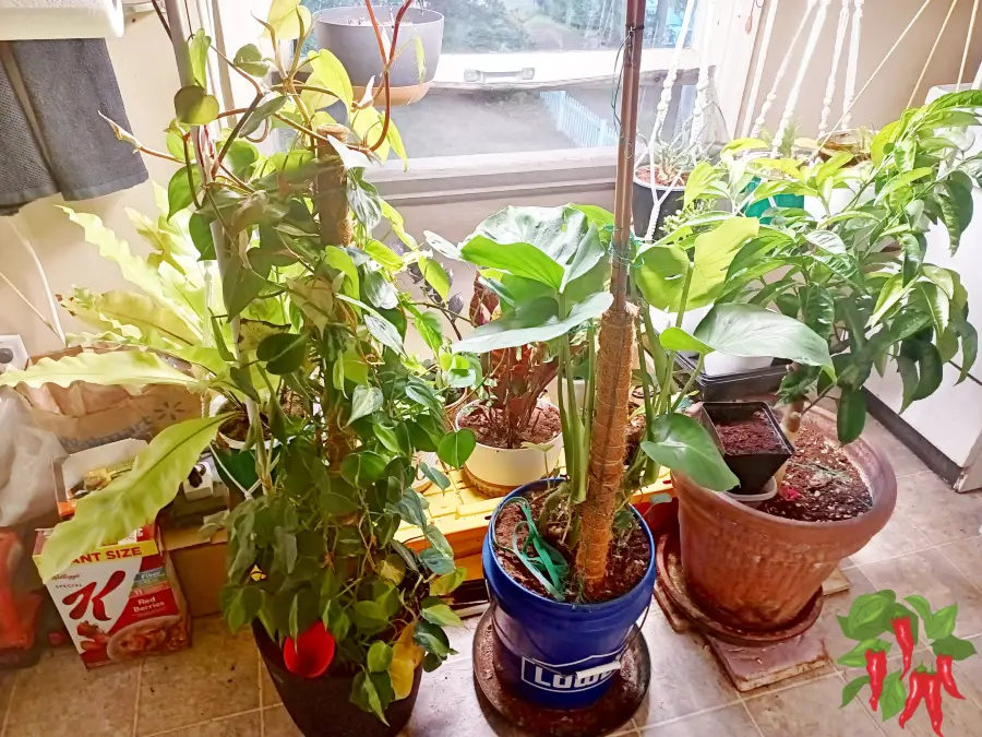Heartleaf Philodendron