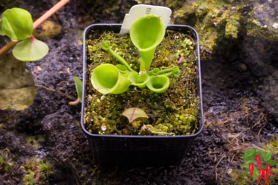 Heliamphora Care Indoors - Heliamphora minor