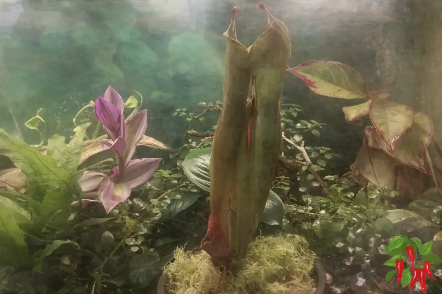 Heliamphora Godzilla In My Paludarium