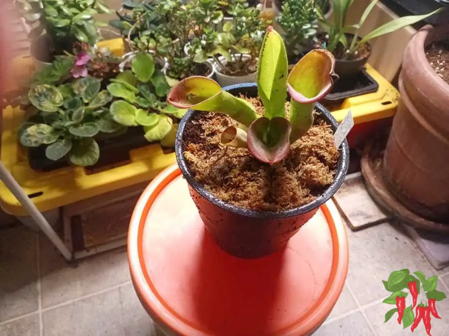 Heliamphora exappendiculata Chimantá Care and Setup - Potted Up