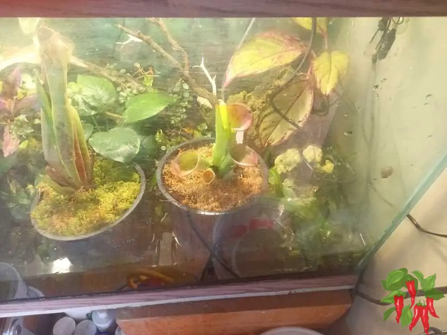Heliamphora exappendiculata Chimantá in Terrarium