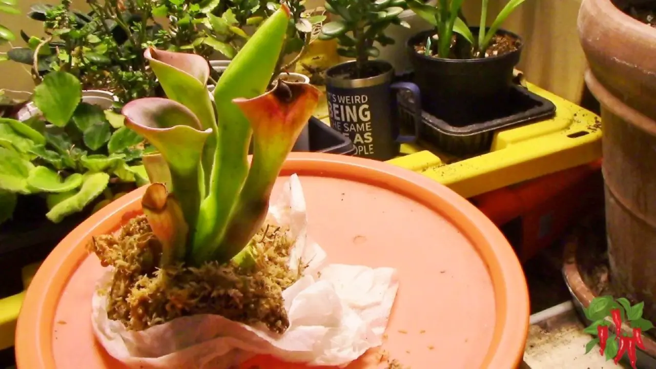 Heliamphora exappendiculata (Chimantá – Tim W. Clone) Care & Setup | Rare Highland Pitcher Plant