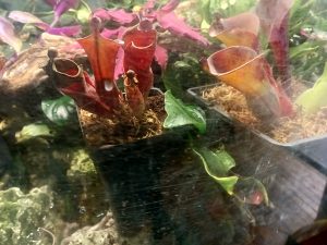 Heliamphora heterodoxa Care Guide The Adaptable Sun Pitcher for Indoor Growers