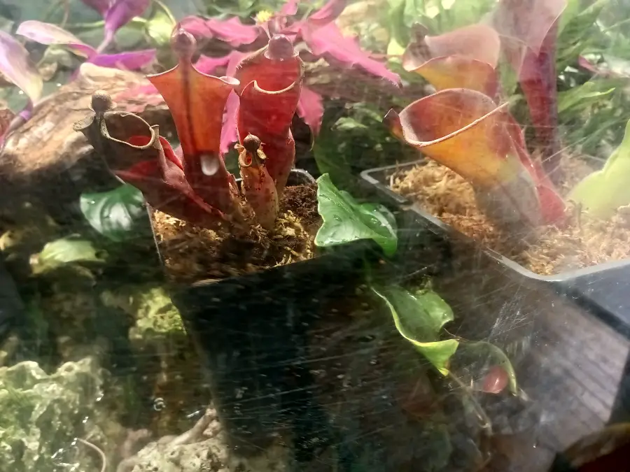 Heliamphora heterodoxa Care Guide The Adaptable Sun Pitcher for Indoor Growers