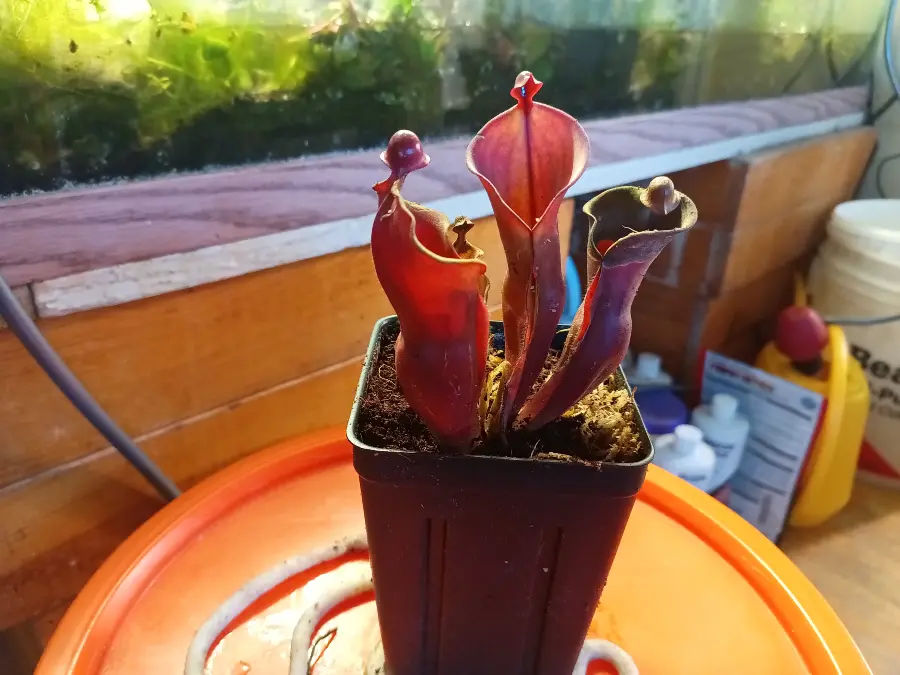 Heliamphora heterodoxa repotted