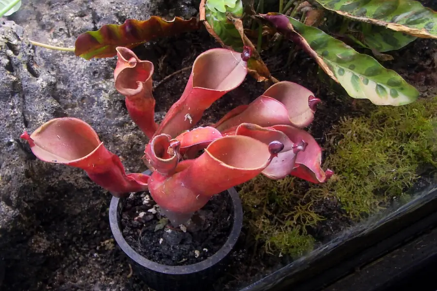 Heliamphora heterodoxa × ionasi