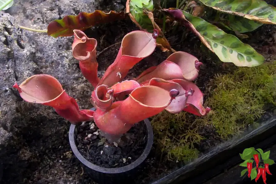 Heliamphora heterodoxa × ionasi