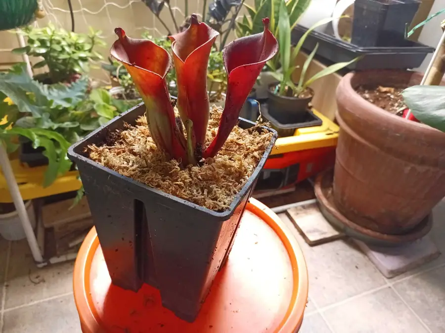 Heliamphora tatei x folliculata hybrid Jeremiah's Bullfrog