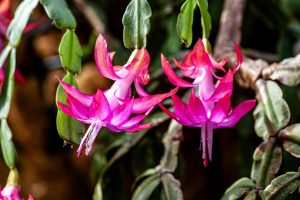 Holiday Plants Safe for Pets - Christmas cactus - schlumbergera