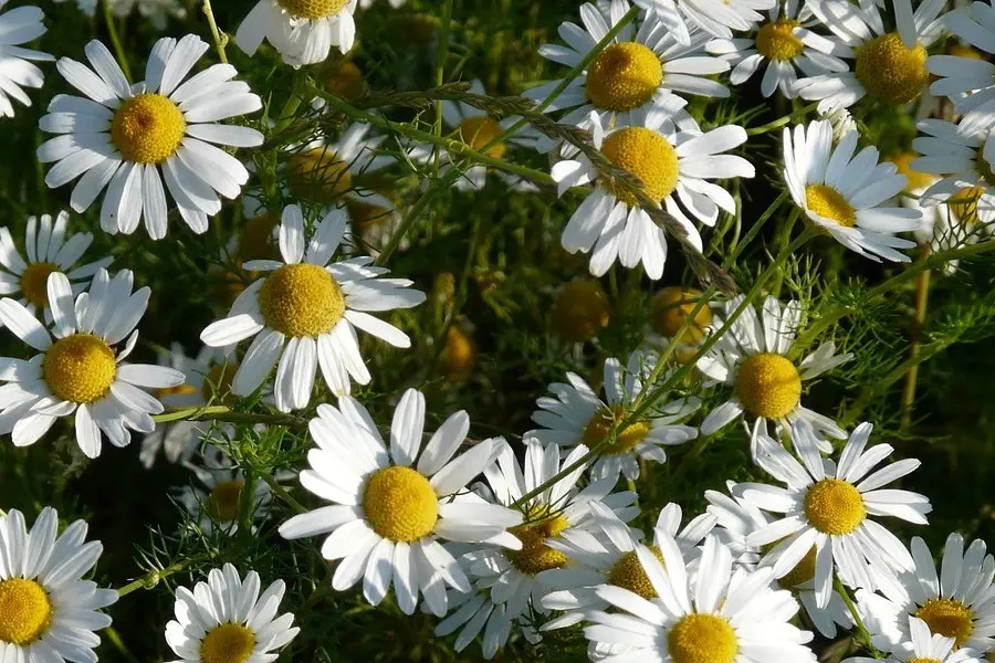How To Grow Chamomile Indoors