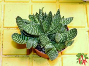 Create a Pet-Safe Indoor Jungle in a Studio Apartment-Gasteria Succulent Plant