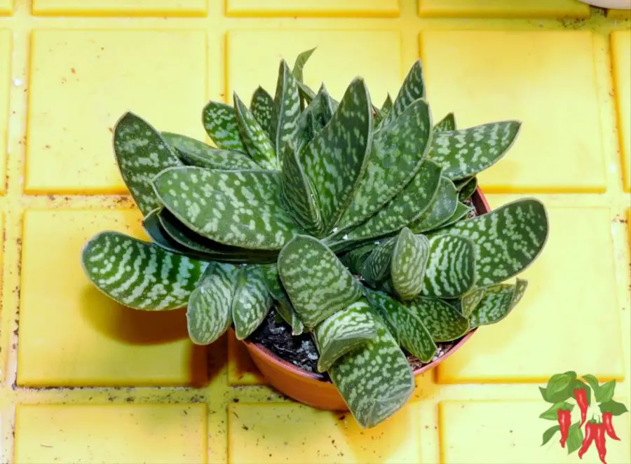 Gasteria Succulent Plant