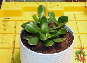 Dwarf Jade Plant Care