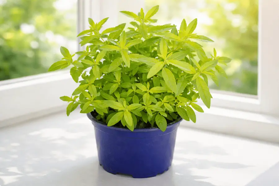 How To Grow Lemon Verbena Indoors