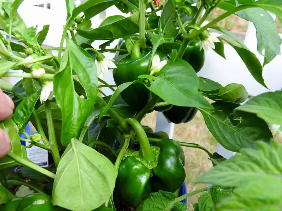 How To prune Pepper Plants In Pots