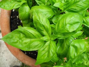 How to Grow Basil Indoors: Beginner Guide