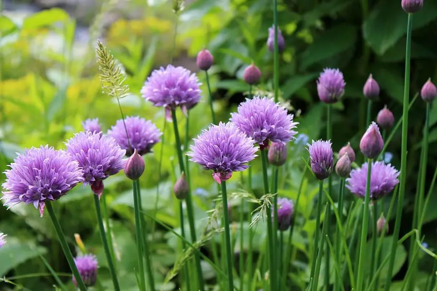 How to Grow Chives Indoors: Easy Low-Light Friendly Herb