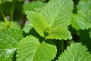 How to Grow Lemon Balm Indoors