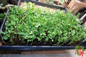Microgreens for Apartments: What Actually Works in Small Spaces