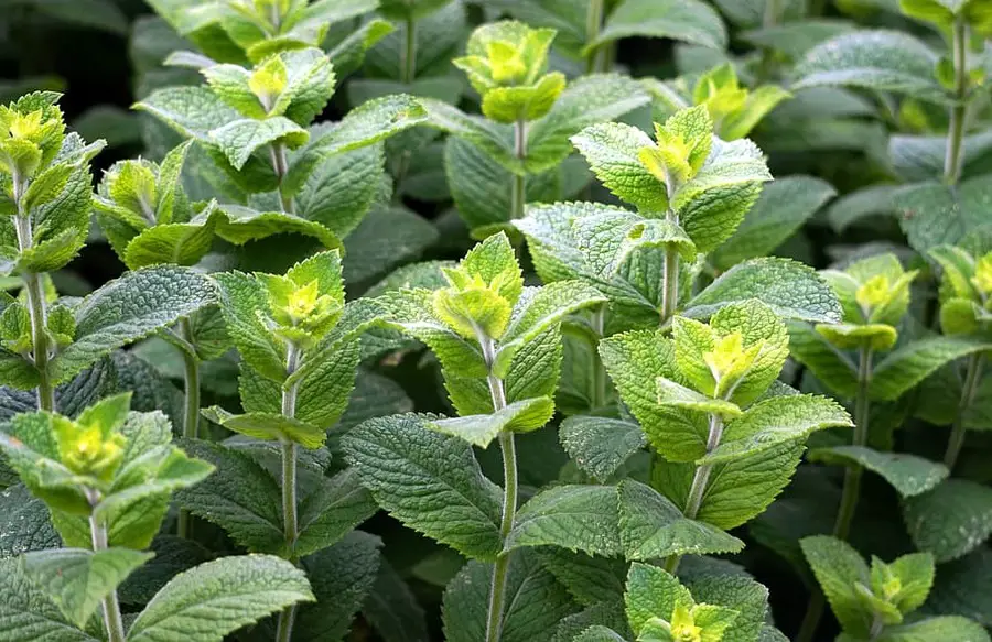 How to Grow Mint Indoors Without It Taking Over