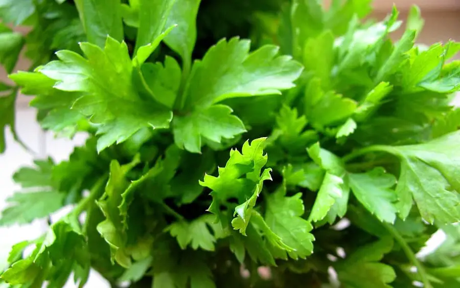 How to Grow Parsley Indoors