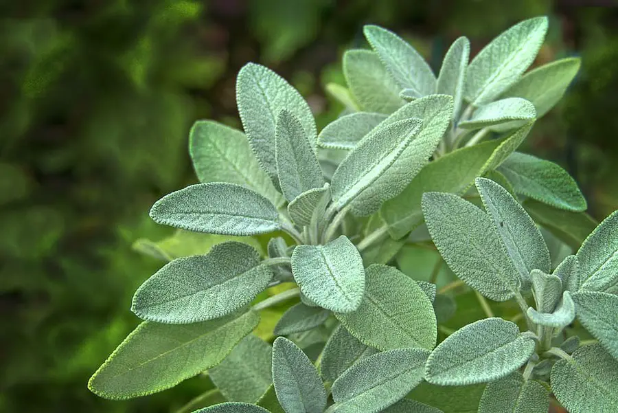 How to Grow Sage Indoors