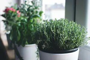 Growing Thyme Indoors