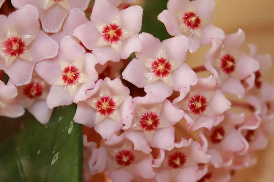 Hoya Plant Care Indoors