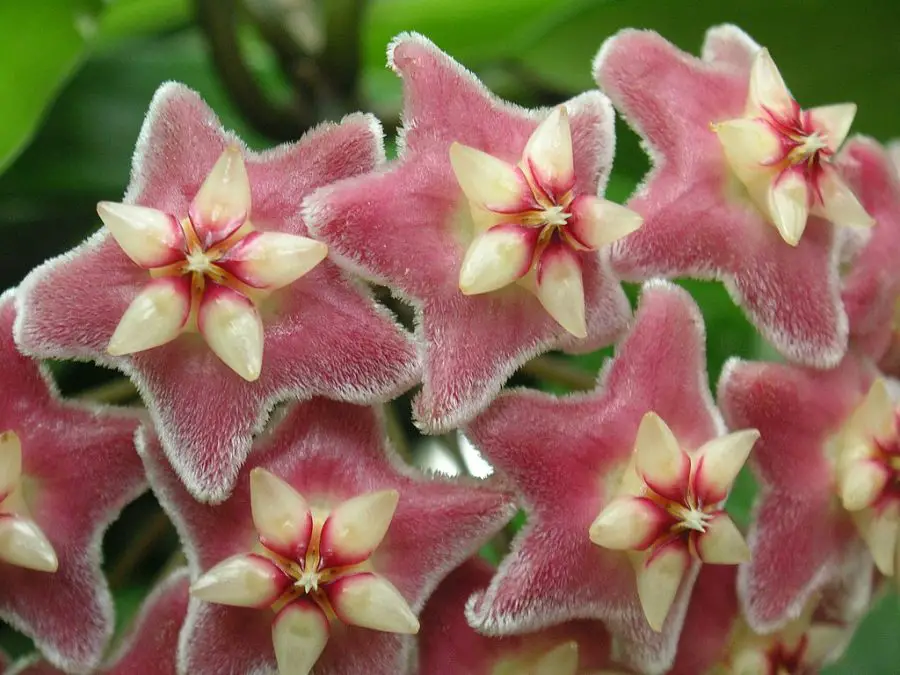 Hoya pubicalyx
