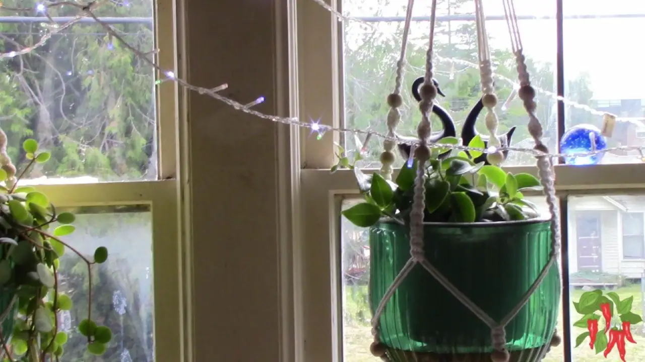 Mona Lisa Lipstick Plant In East Window