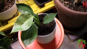 Philodendron Birkin Care: What To Do After Unboxing