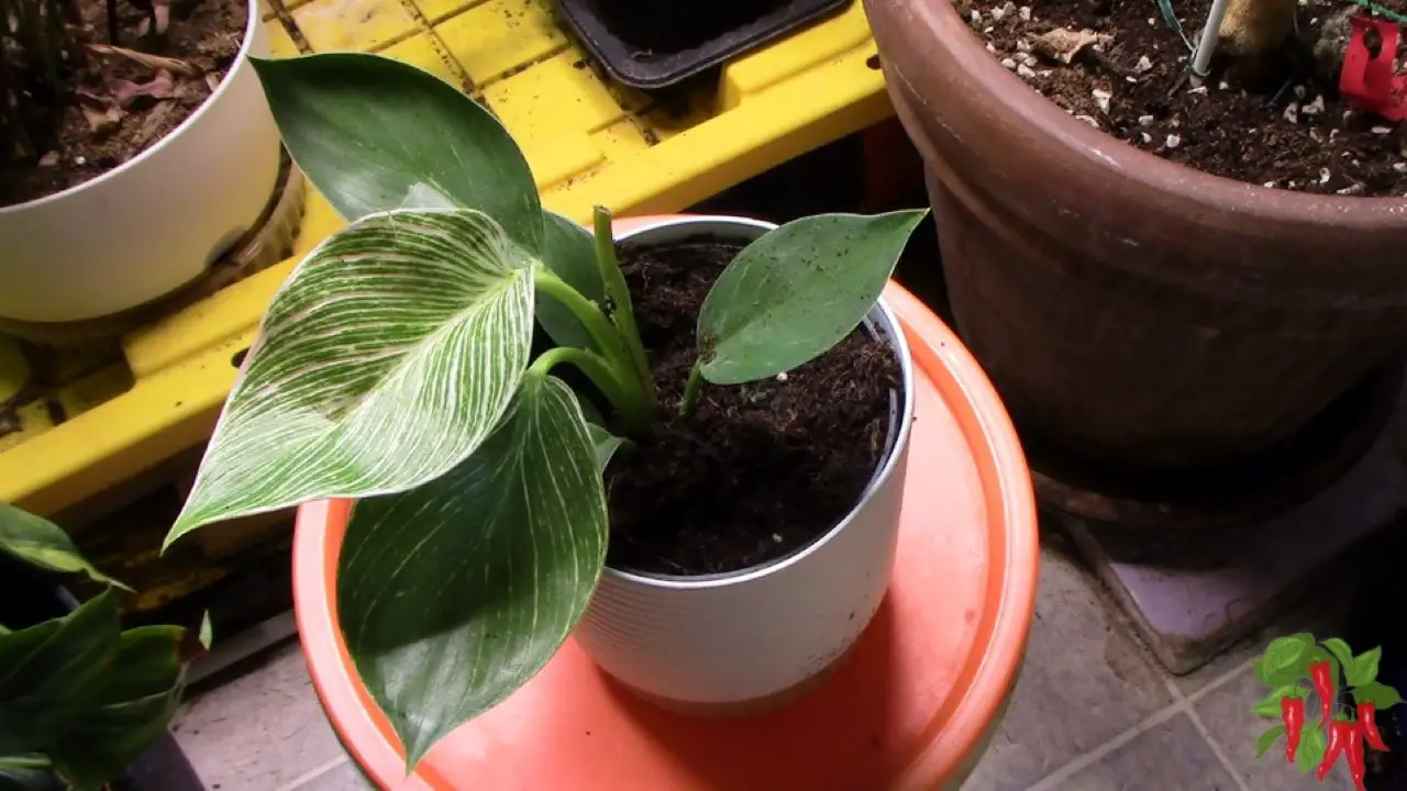 Philodendron Birkin Care: What To Do After Unboxing
