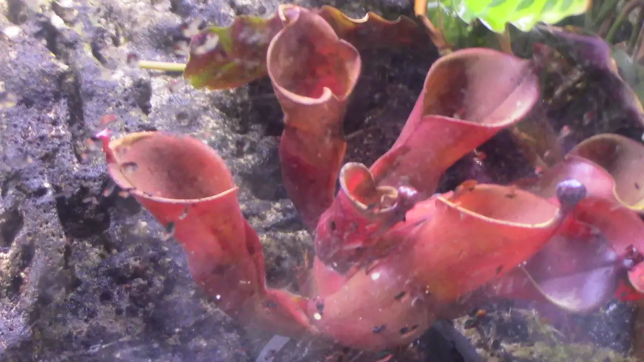 Heliamphora heterodoxa x ionasi