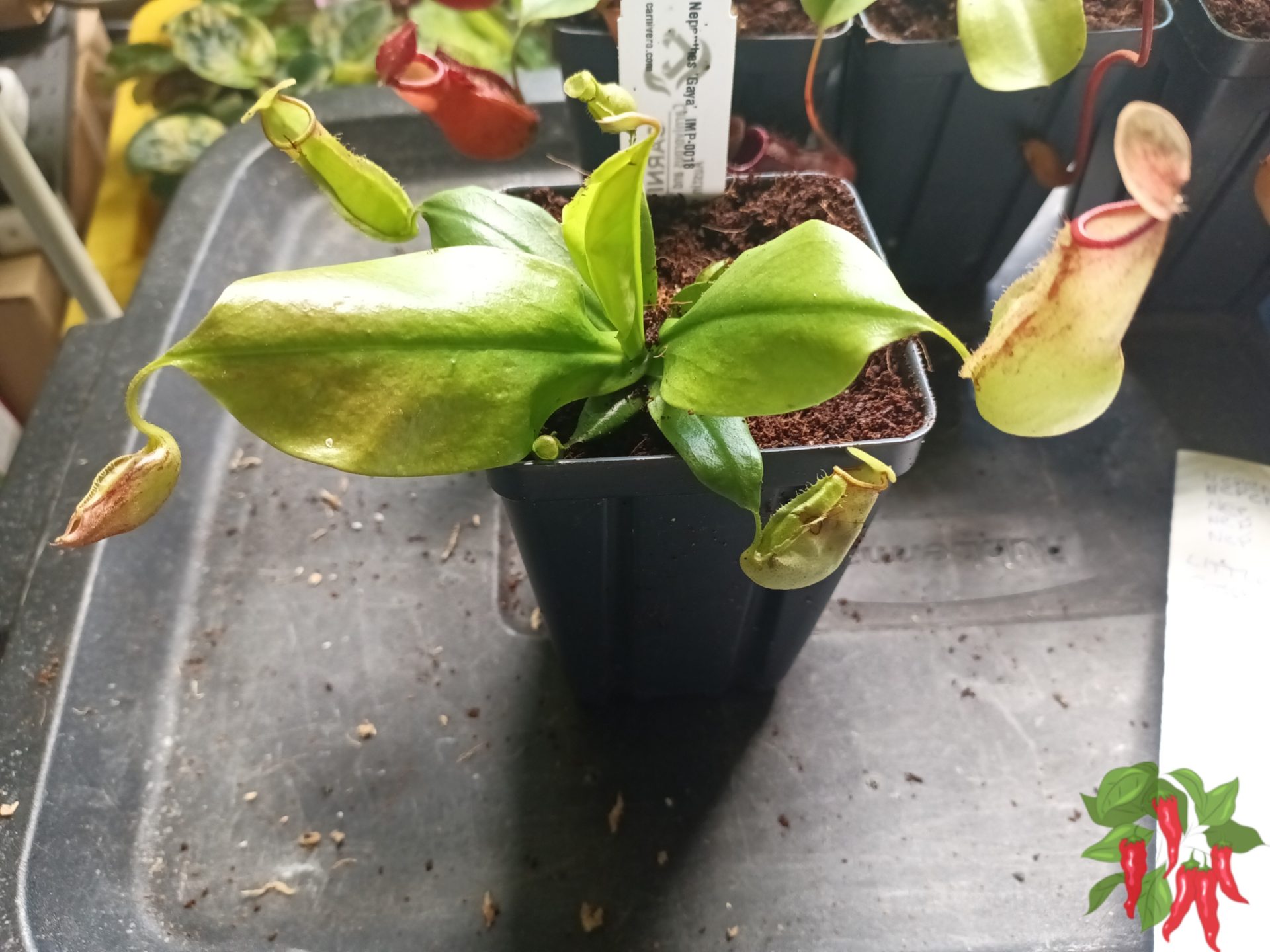 Nepenthes ‘Gaya’