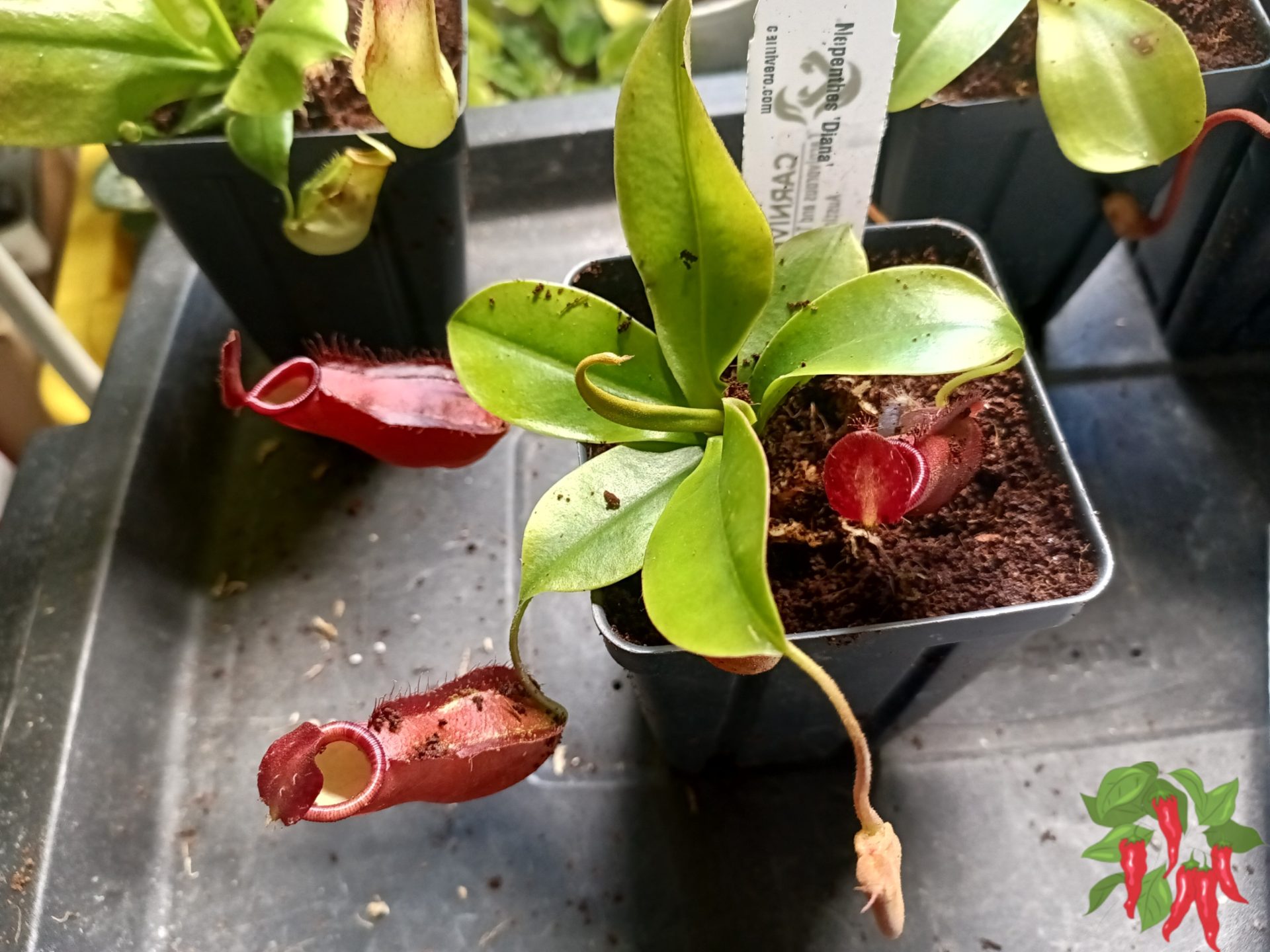 Nepenthes ‘Diana’