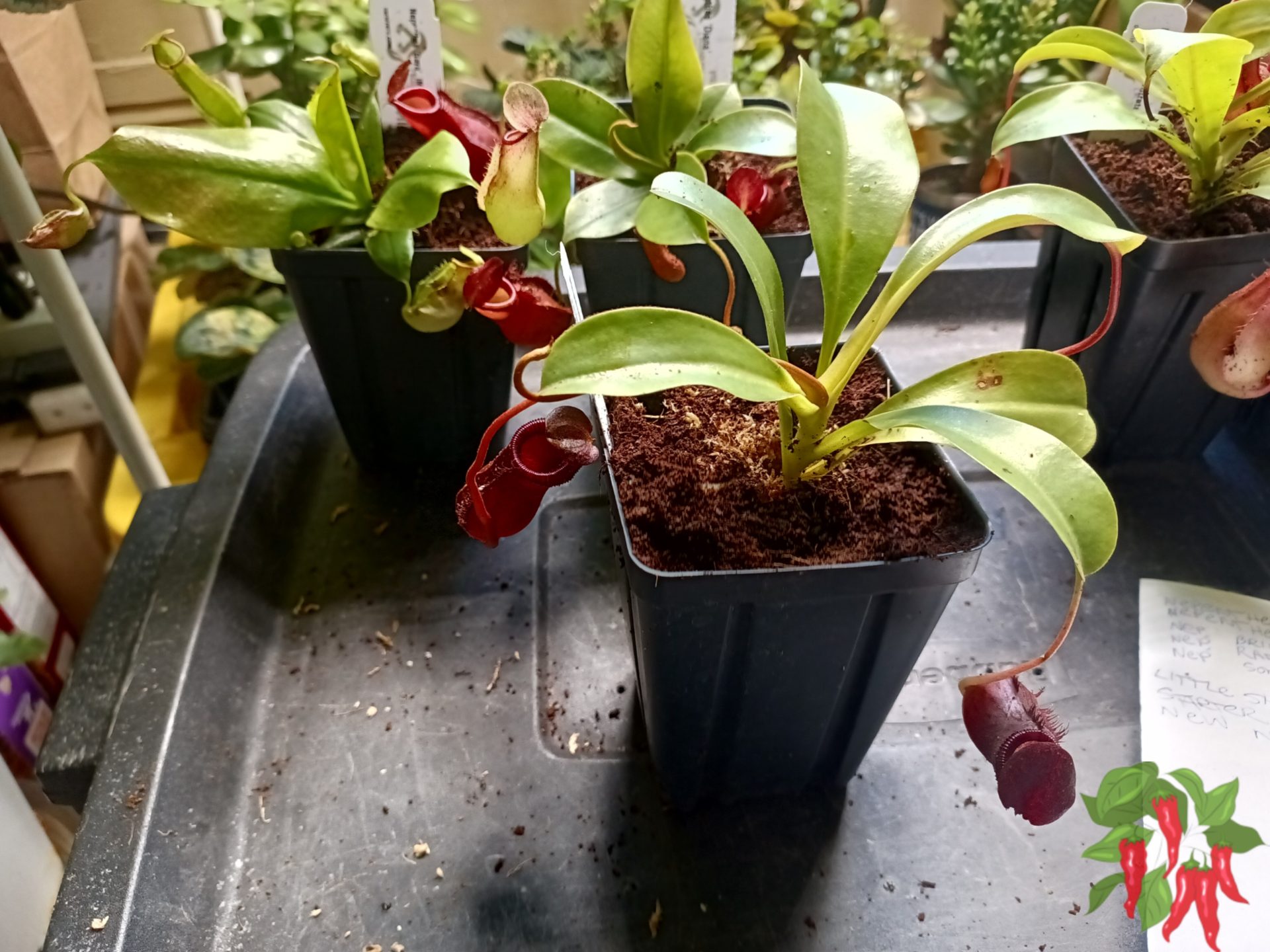 Nepenthes ‘Briggsiana