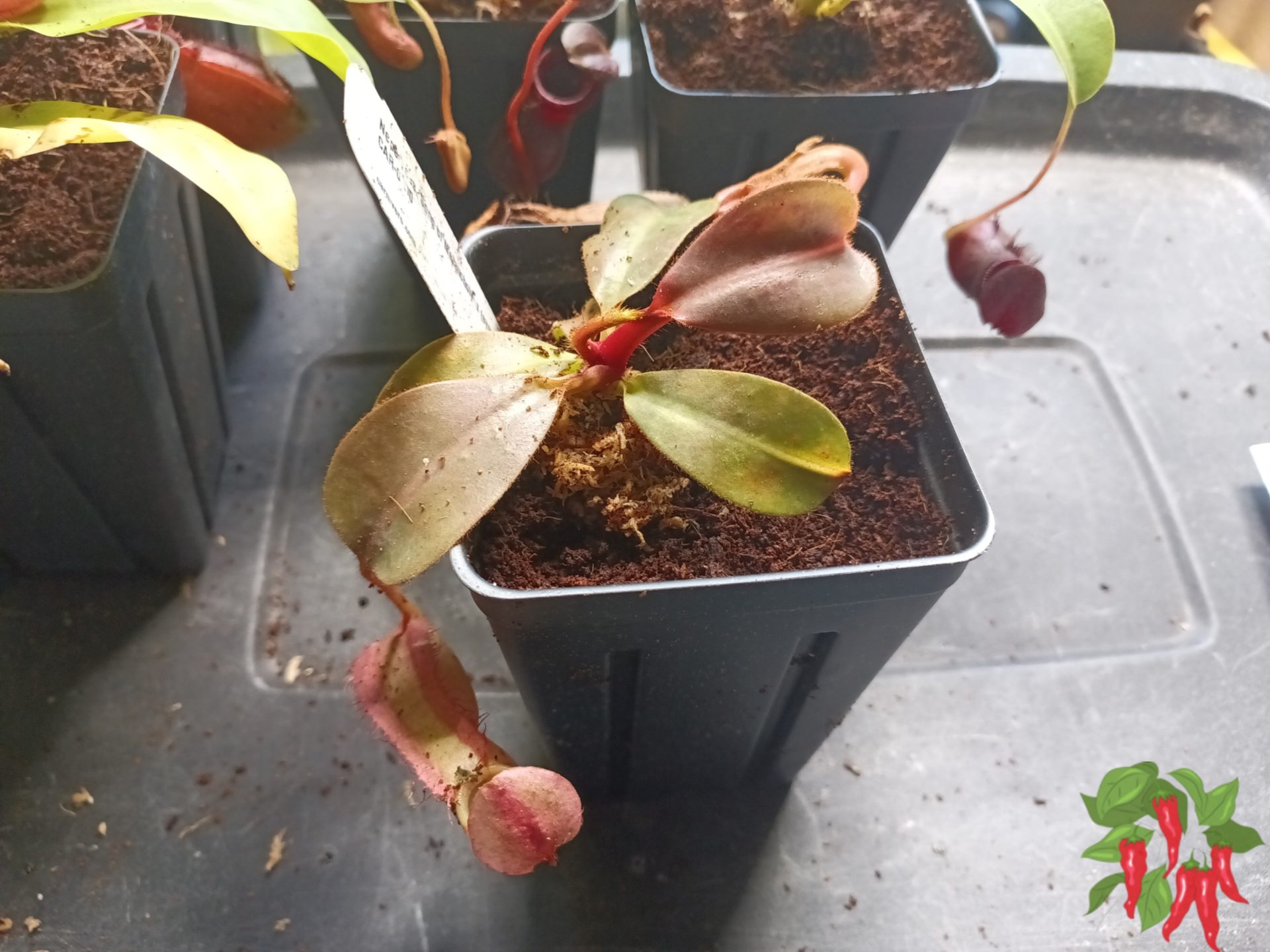 Nepenthes Song of Melancholy