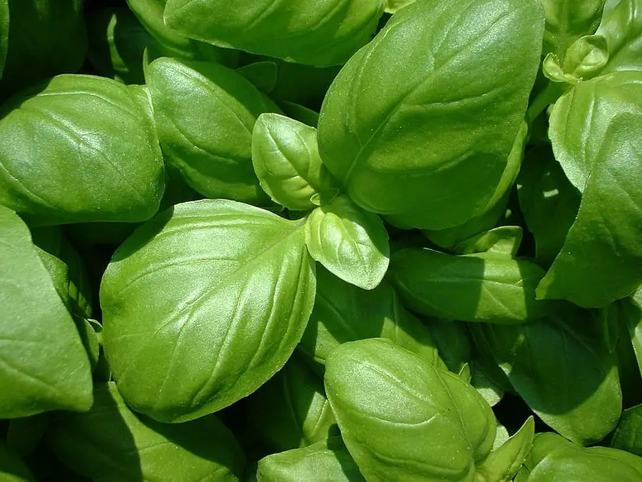 Indoor Basil Basics