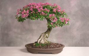 Indoor Bonsai Care