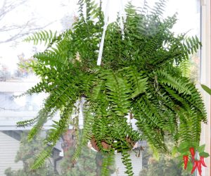 Pet-Safe Hanging Plants for Shelves and Windows - Boston Fern hanging plant