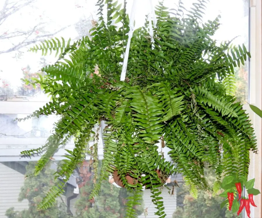 Boston Fern