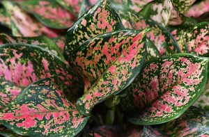 Best Indoor Houseplants for Beginners - Aglaonema Leaves