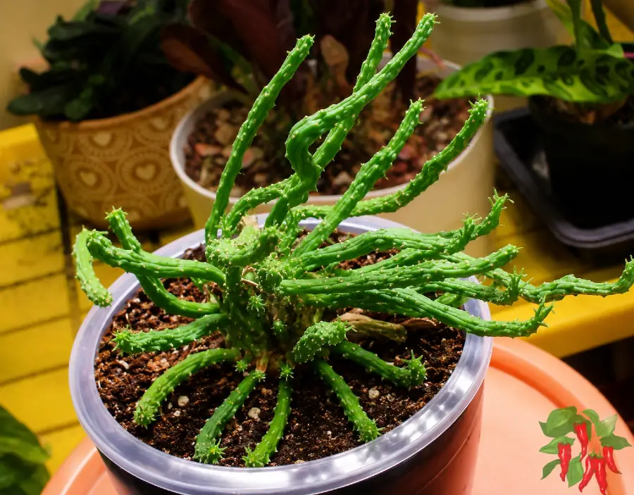 Indoor Plants That Look Exotic but Are Easy to Grow - Medusas Head